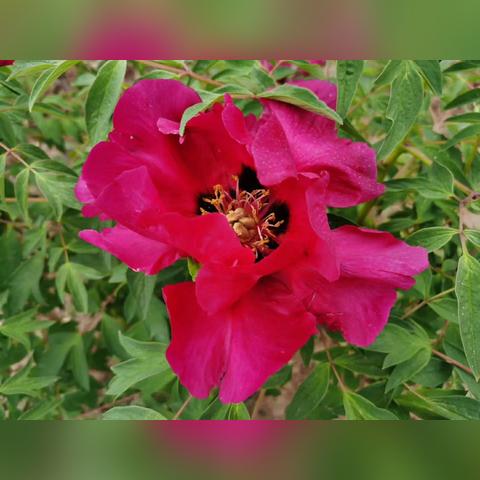 菏泽市牡丹籽出售地址电话的长尾关键词有哪些