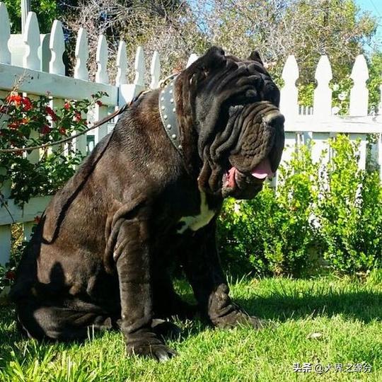 一种冷门的猛犬，血统是极品中精品，欧洲人称它为护卫兽