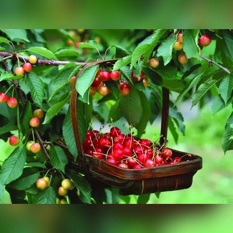 无锡市樱桃树公园在哪里