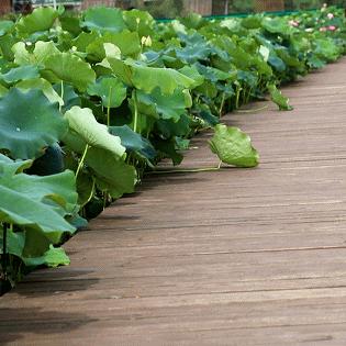 成都市哪里有荷花