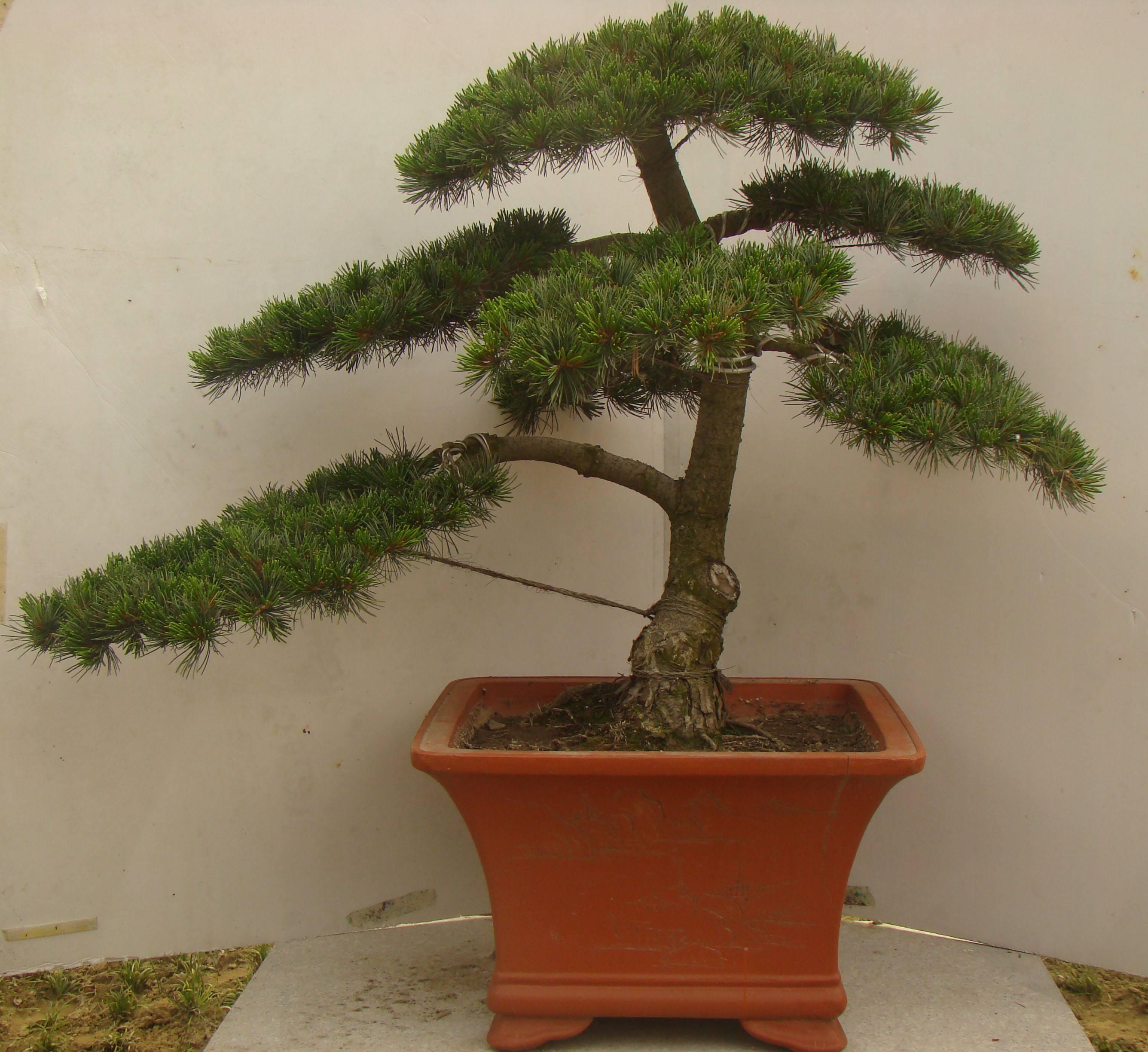 室内盆栽针叶植物,什么植物适合家养?