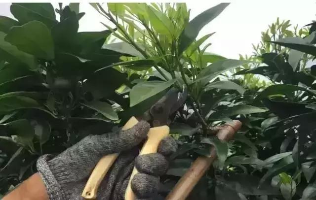 柑橘幼果的功效与作用是什么样的（蜜桔喷什么药亮皮）