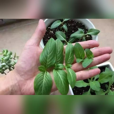 长春市养花达人店电话多少