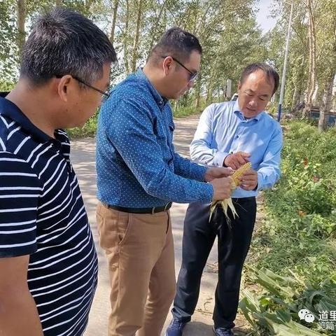 哈尔滨市哪里买玉米种子