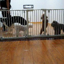 西安东郊狗狗寄养相关长尾关键词有哪些