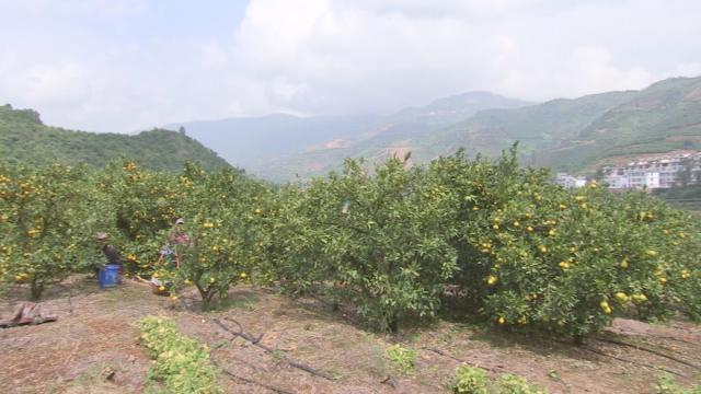 柑橘種植手藝推廣_柑橘種植幾天才會(huì)活過(guò)來(lái)