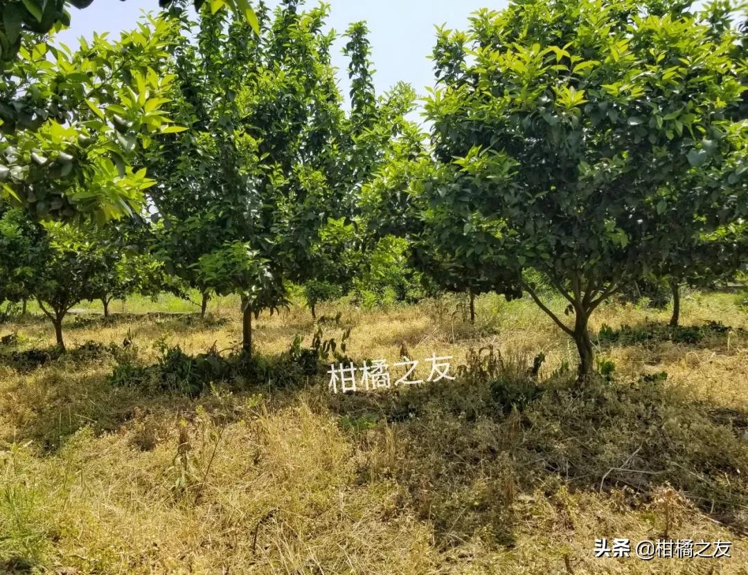 柑橘園雜草種植手藝_一招永久去除柑橘樹上蚜蟲