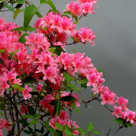 河南最大的湖叫什么名字