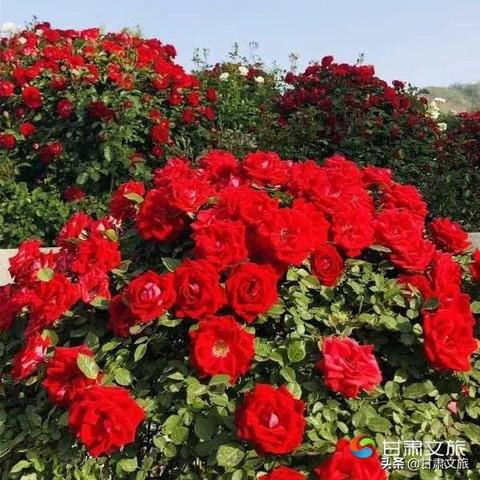 兰州市哪里有卖喷泉的