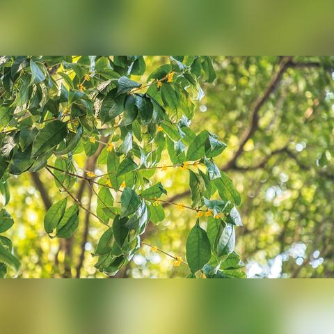 桂林市哪里有桂花树苗卖