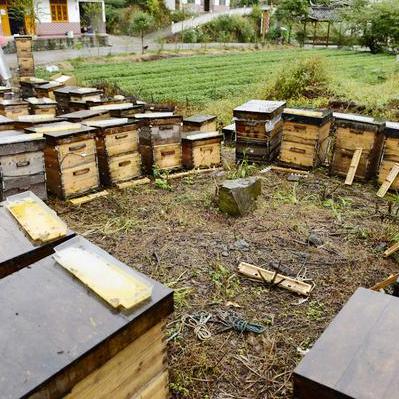 福建茶花的品种的相关长尾关键词有哪些
