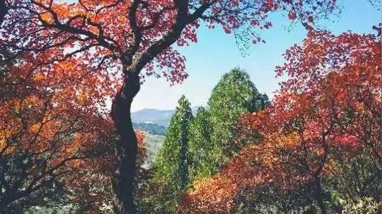 一到秋天，临沂这些地方美成画！临沂最佳看风景的地方的有这些