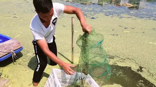 璐璐钓虾记：湘粤龙虾养殖退伍军人阳文兵的创业路