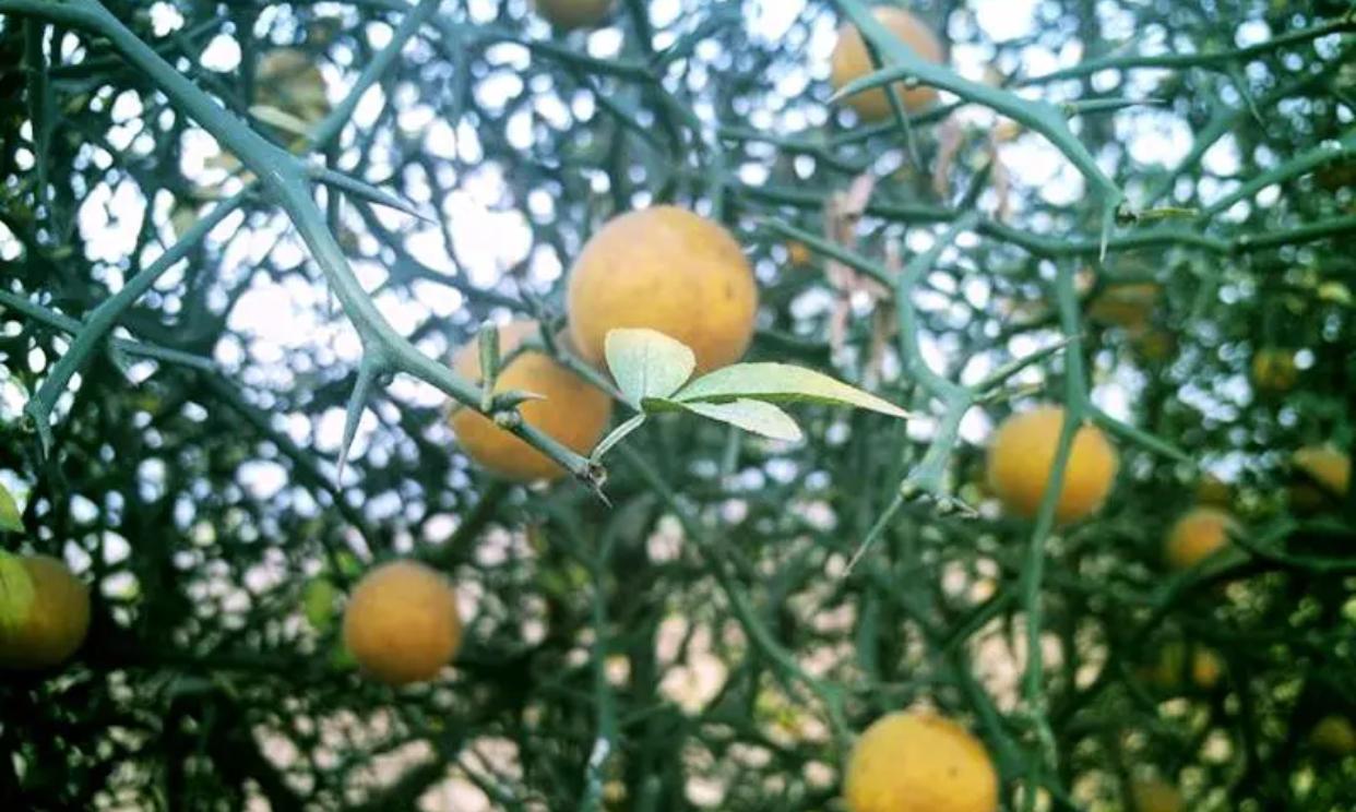 山西柑橘大棚種植手藝與辦理_當前菜市豬肉持續(xù)高漲的原因是什么