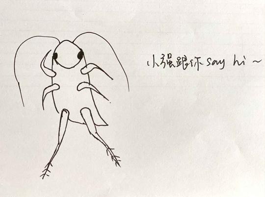 胆小者慎入！让猛男落泪的“南方小强”，为什么在中原频频出现？