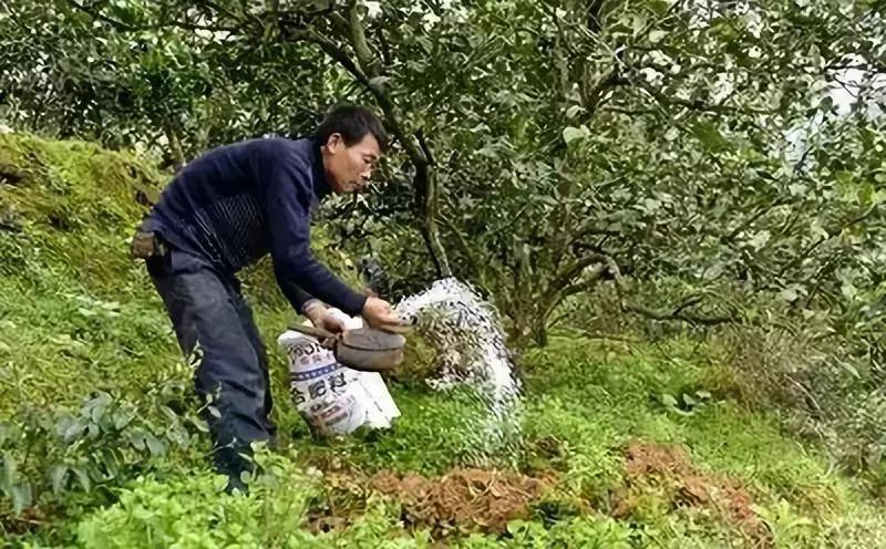 柑橘坐果期若何防治病蟲害_柑橘保果用什么