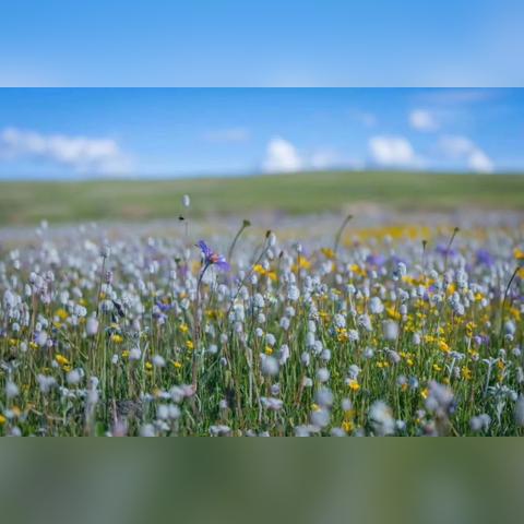 成都市的大草原在哪里呀