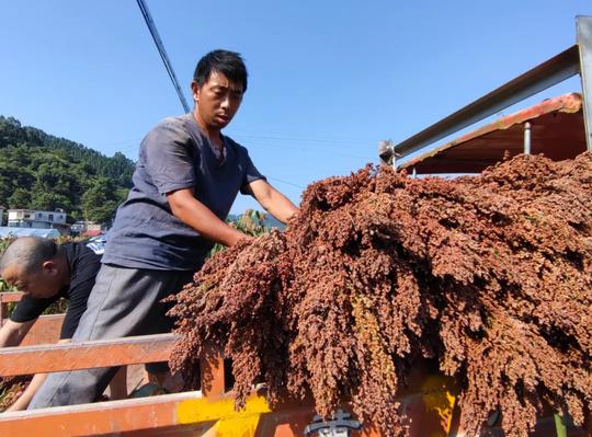 高粱熟来红满天订单农业为集体经济创收