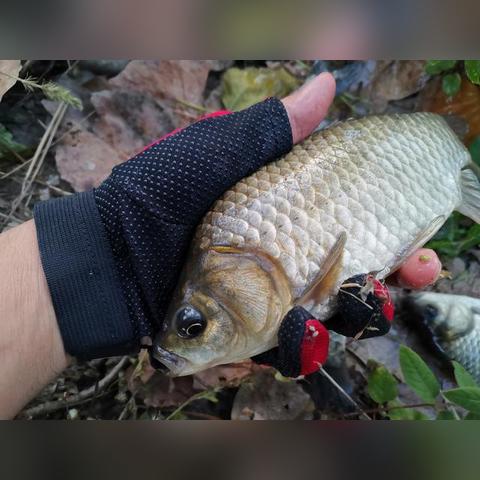 南宁市哪个农庄钓鱼