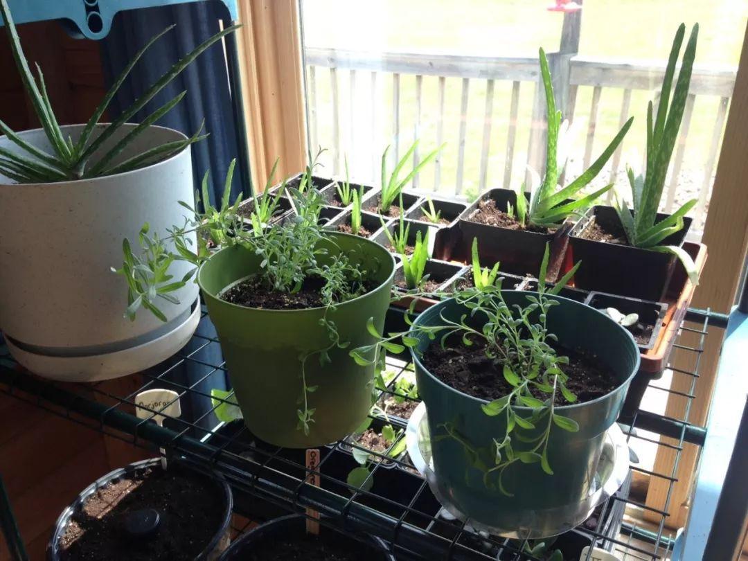 盆栽芦荟怎么种植,刚种植的芦荟变红了怎么办?