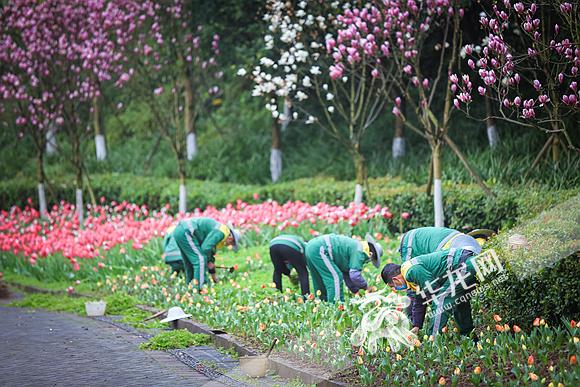 郁金香的种植方法和时间温度,阿波罗精华郁金香种子怎么种?"