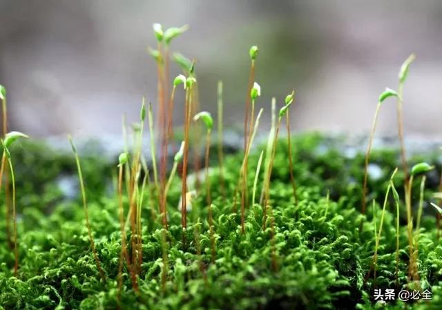 常见园林植物100种,园林植物与观赏园艺专业考研要考哪些科目?"