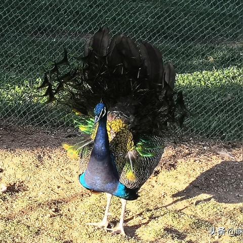 威海足球比赛视频的长尾关键词有什么