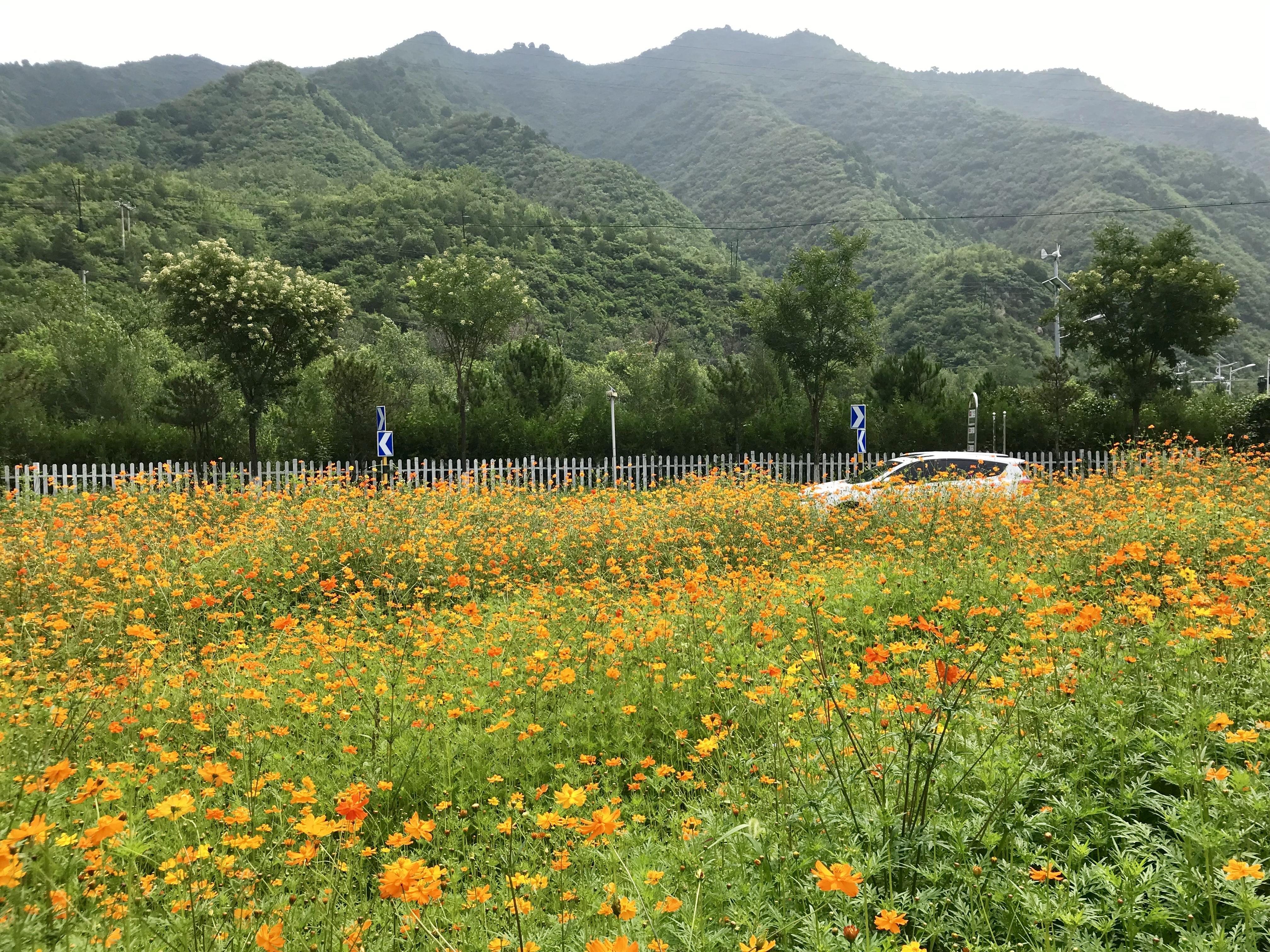 波斯菊的种植方法和注意事项,波斯菊怎么养护?