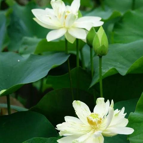 无锡市哪里有好看的荷花