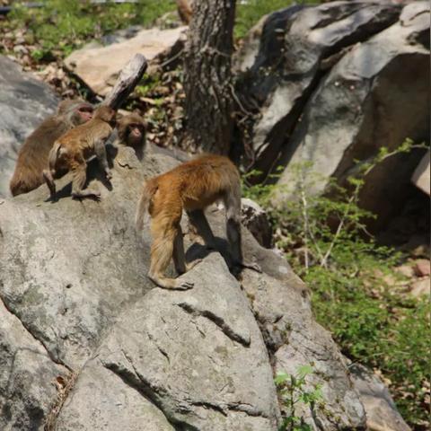 临沂市大狗的长尾关键词有哪些