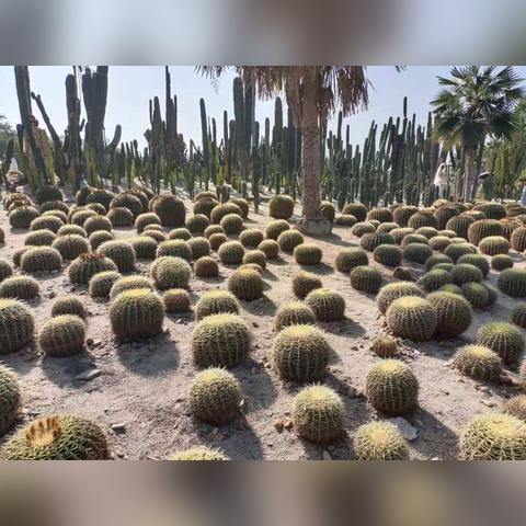 厦门植物园带娃拍照的相关长尾关键词有哪些