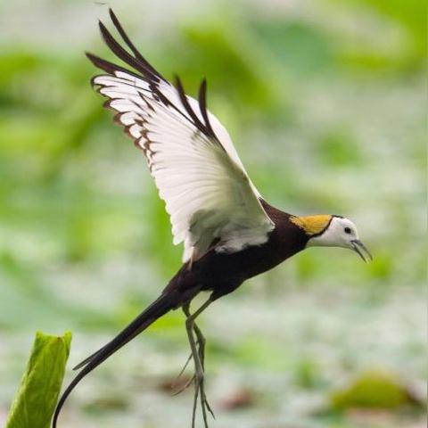 温州市凤凰集团的长尾关键词有哪些