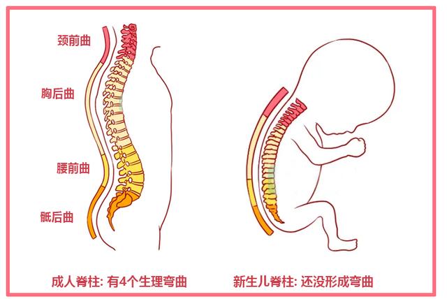 怎么判断宝宝的脊柱是否发育正常