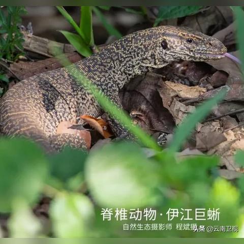 宁波兔的相关长尾关键词有哪些