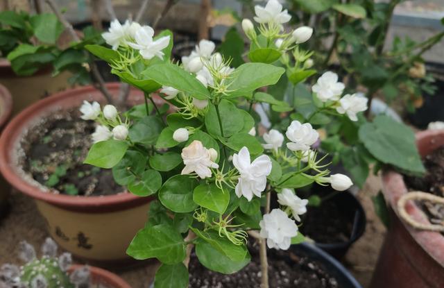 茉莉花盆栽的土壤配置方式,怎么栽茉莉花不换盆行吗?