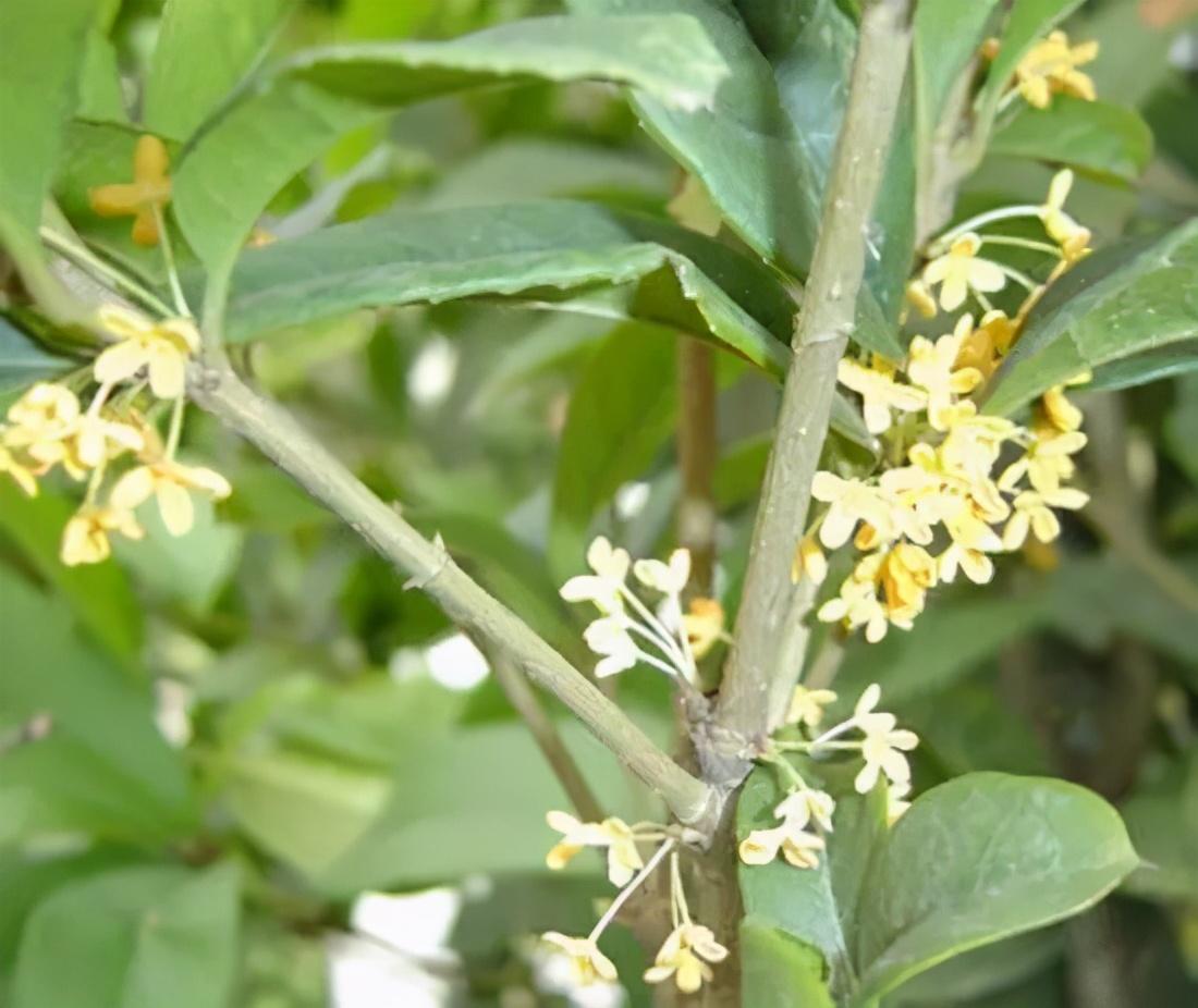 桂花有多少个品种,什么品种桂花月月开?