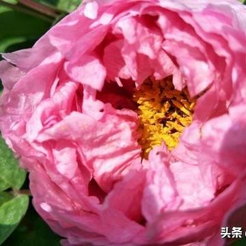 济南倾国倾城古装摄影相关长尾关键词有哪些