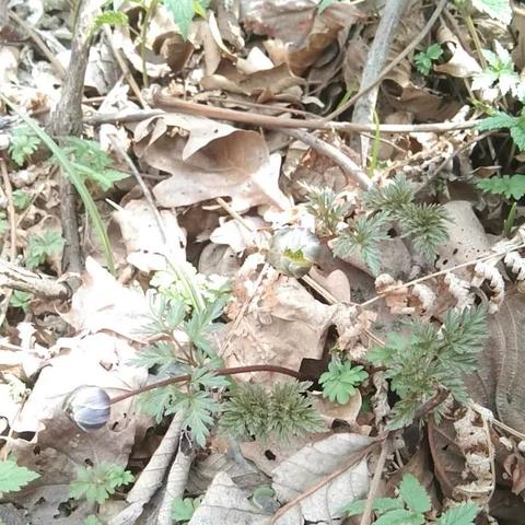 12生肖猴11月运势(生肖猴11月运势2021)