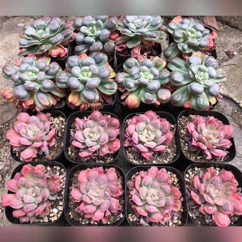 印度植物电影有哪些