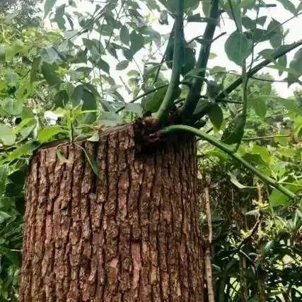 湖北可以种桉树吗?哪里有树苗卖？