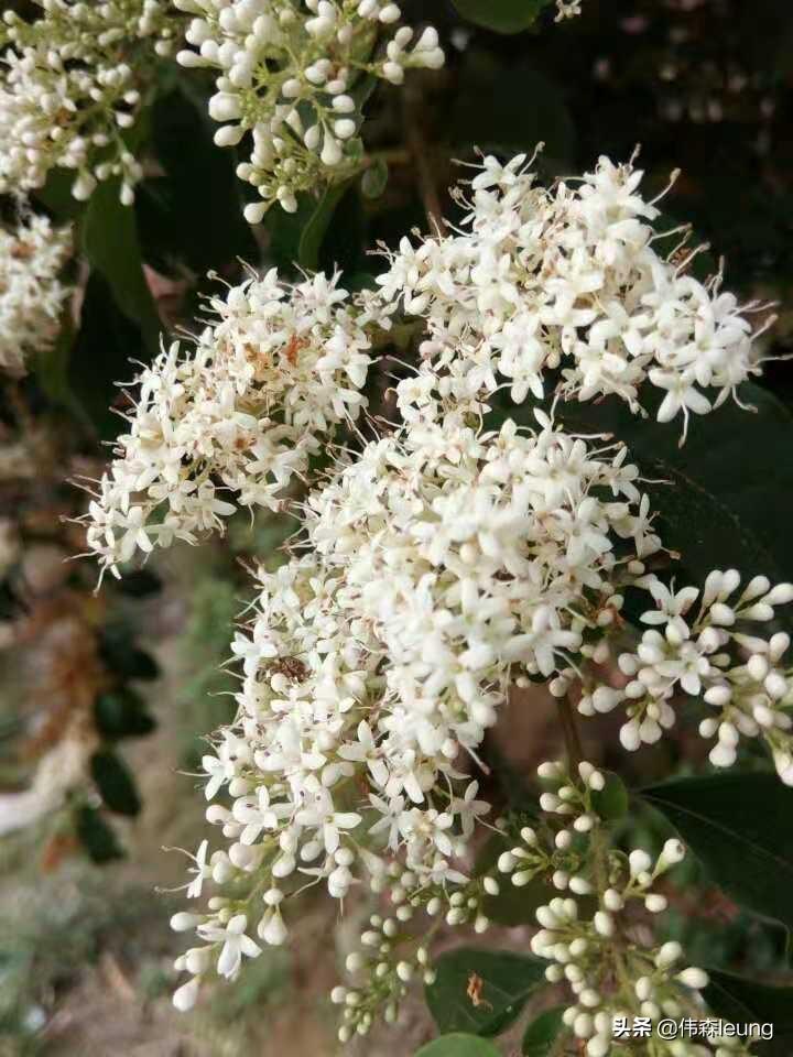 女贞花花语,金森女贞植物的寓意?"