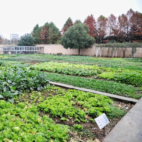 无锡市9月青菜行情的长尾关键词有哪些