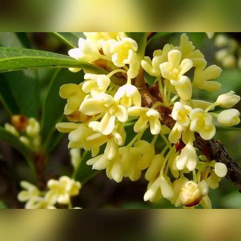 深圳市香满园酒楼怎么样