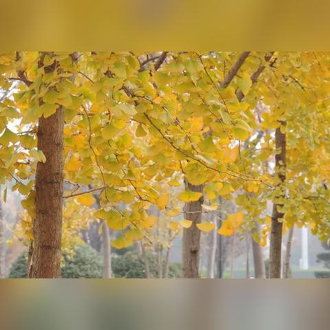 菏泽市至黄山多少公里路