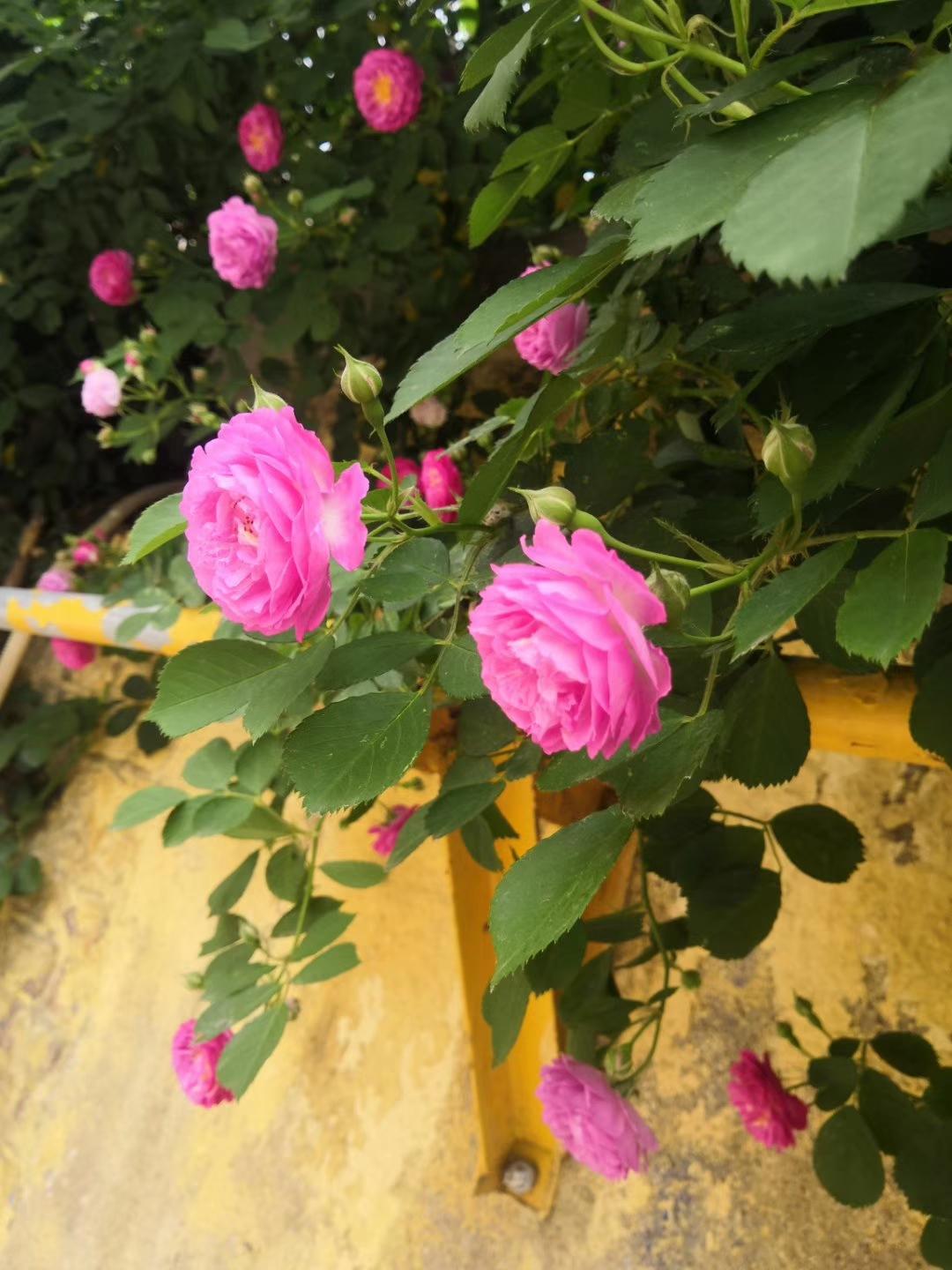 花枝胡同都有什么美食（男人对怎样的女人感兴趣）