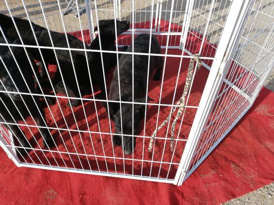 饲养场在狗市出售冷门的黑狼犬，买主看中后挑选一只带走！