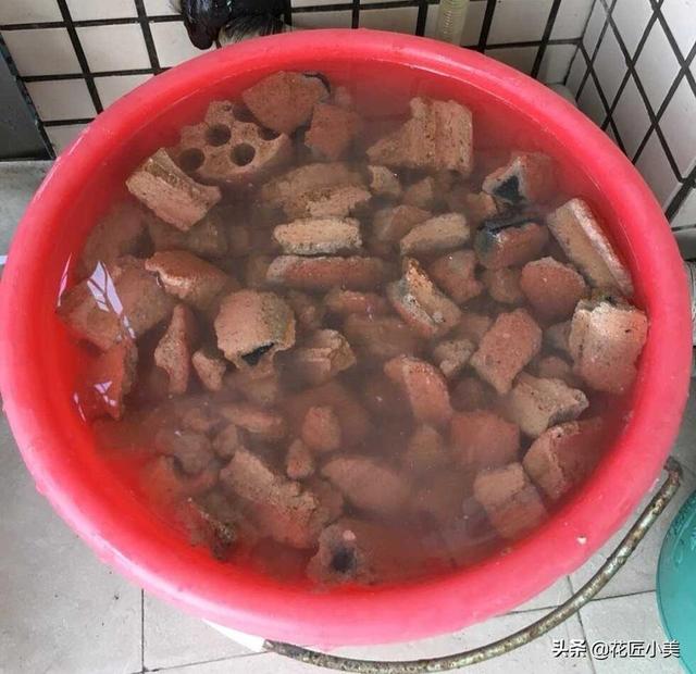 有宝宝了养植物时要注意些什么