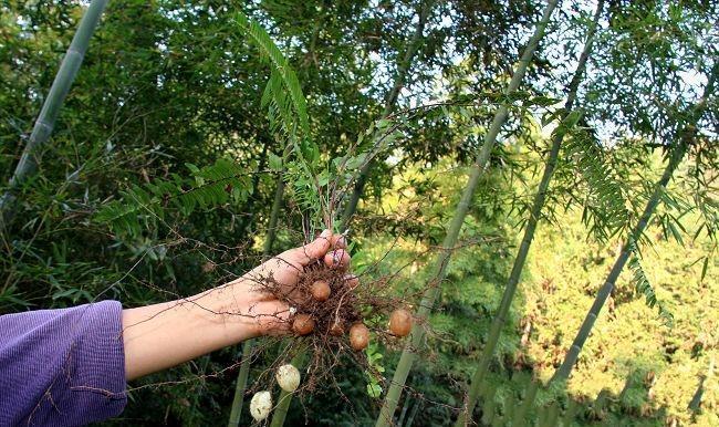 肾蕨果,绿色植物的五大类群的特征?