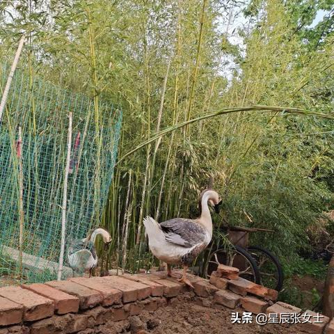 石家庄市大雁鹅批发的长尾关键词有哪些