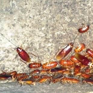 天津鲁班到家怎么样